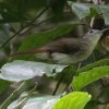 Sooty-capped Babbler �Y�O���`���C���`���h��