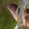 Spectacled Bulbul RAJ`Cq