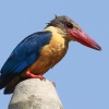 Stork-billed Kingfisher REnVVEr