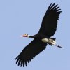 Storm's Stork �X���_�G���r�R�E