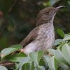 Streaked Bulbul�@�V���X�W�q���h��