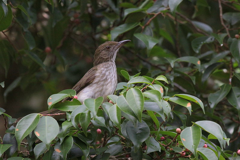 Streaked Bulbul
