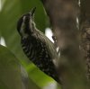 Sunda Pygmy Woodpecker �}���[�R�Q��