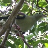 Thick-billed Green Pigeon nVugAIog