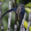 Whiskered Treeswift �R�V���q�Q�J�������A�}�c�o��