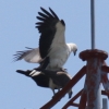 White-bellied Sea Eagle VnE~V