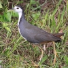 White-breasted Waterhen VnNCi