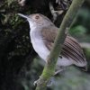 White-chested Babbler ���i�W�����W�`���h��