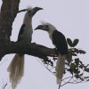 White-crowned Hornbill �V���N���T�C�`���E