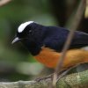 White-crowned Shama �V���K�V�L�`���E