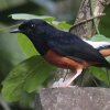 White-rumped Shama AJnVL`E