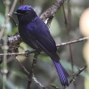 White-tailed Robin Rq^L