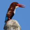 White-throated Kingfisher AIVEr