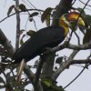 Wrinkled Hornbill �Y�O���T�C�`���E