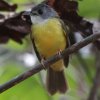 Yellow-bellied Bulbul nCKVASJqh