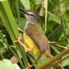 Yellow-bellied Warbler }~WVNC