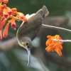 Yellow-eared Spiderhunter �L�~�~�N���J���h��
