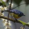 Yellow-rumped Flowerpecker �L�S�V�n�i�h�����h�L