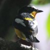 Yellow-rumped Flycatcher }~WLr^L