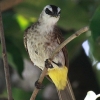 Yellow-vented Bulbul Oqh