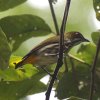 Yellow-vented Flowerpecker ���i�t�n�i�h��