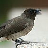 Garden Bulbul AtJqh