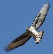 African Eagle-Hawk WN}^J