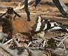 African Hoopoe AtJcKV