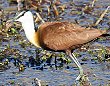 African Jacana AtJJN