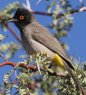 African red-eyed Bulbul AJAtJqh