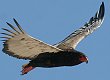 Bateleur _}V