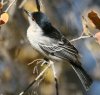 Black-backed Puffback ZOtNuY