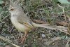 Black-chested Prinia iOnE`h