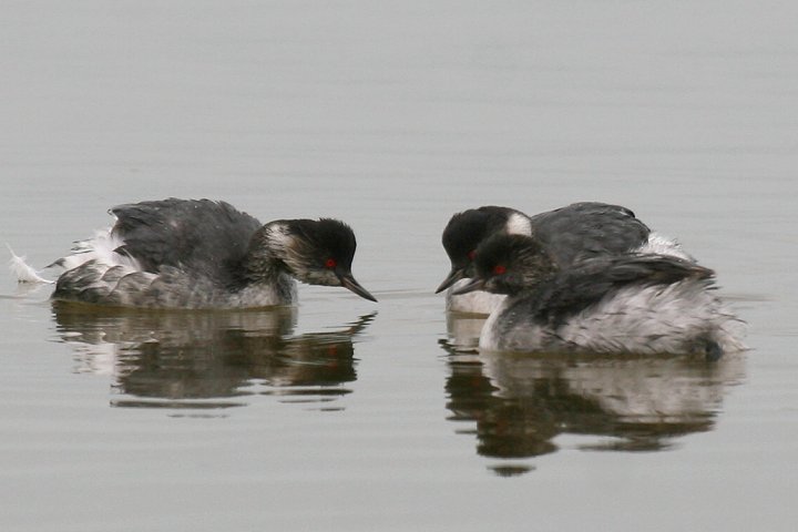 Black necked Grebe nWJCcu