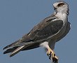 Black-shouldered Kite@J^Ogr