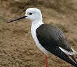 Black-winged Stilt ZC^JVM