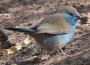 Blue Waxbill tiVZCL`E