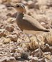 Burchell's Courser ~i~XioV