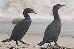 Cape Cormorant LmhniOE
