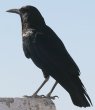 Cape crow cnVKX