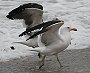 Cape Gull ~i~IIZOJ̈
