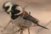 Cape Sparrow zIOXY