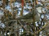 Cape Wagtail ToNnNZLC