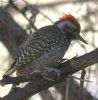 Cardinal Woodpecker AtJLccL