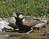 Chestnut-backed Sparrowlark zIWXYqo