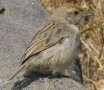 Rattling Cisticola AtJZbJ