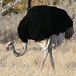 Common Ostrich _`E