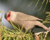 Common Waxbill IiKJGf`E