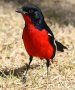 Crimson-breasted Shrike nWAJnuY