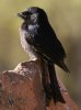 Fork-tailed Drongo IE`E